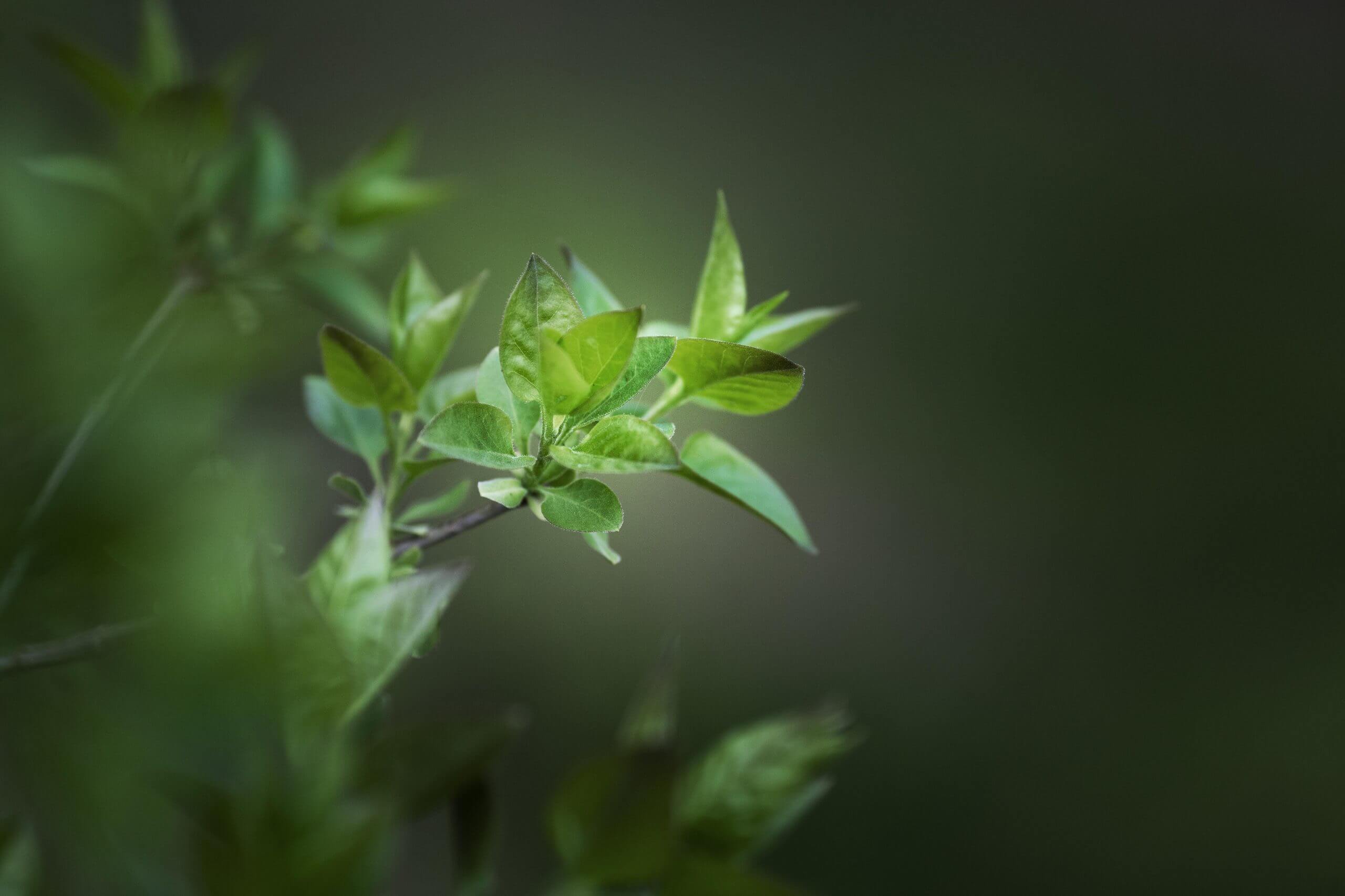 close-up-green-leaves-nature