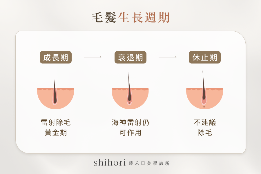 毛髮生長週期